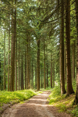 Forstweg in einem Wald