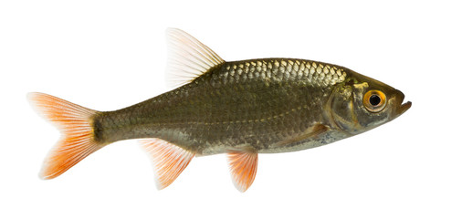 Side view of a Common roach, Rutilus rutilus, isolated on white