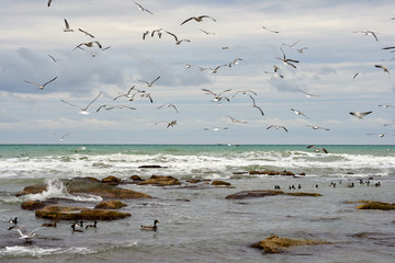 Birds of the sea. Seabirds are birds that are adapted to life within the marine environment.