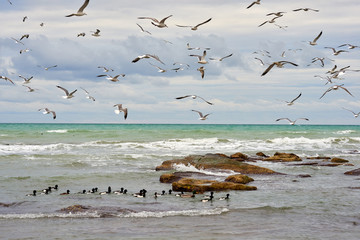 Obrazy na Plexi  Ptaki morskie. Ptaki morskie to ptaki przystosowane do życia w środowisku morskim.