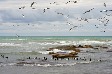 Birds of the sea. Seabirds are birds that are adapted to life within the marine environment.