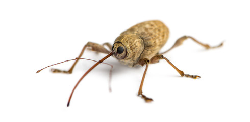 Acorn weevil, Curculio glandium, isolated on white