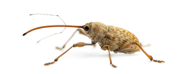 Side view of an Acorn weevil, Curculio glandium, isolated on white