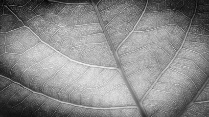 Detailed leaf under sunlight. Black and white nature background.