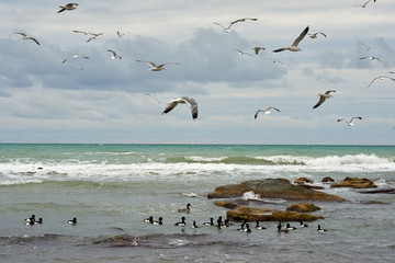 Birds of the sea. Seabirds are birds that are adapted to life within the marine environment.