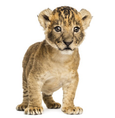 Fototapeta na wymiar Lion cub standing, 4 weeks old, isolated on white