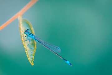 Beautiful nature background with colorful dragonfly and green leaf