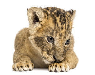 Fototapeta na wymiar Front view of a Lion cub lying down, 4 weeks old, isolated on white