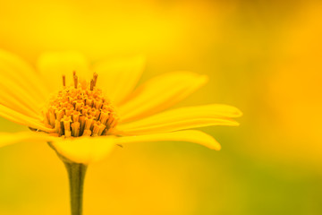 Yellow summer flowers under soft sunlight and relaxing mood. Nature beauty concept