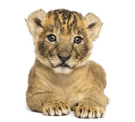 Fototapeta na wymiar Front view of a Lion cub lying down, 4 weeks old, isolated on white