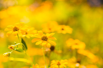 Yellow summer flowers under soft sunlight and relaxing mood. Nature beauty concept