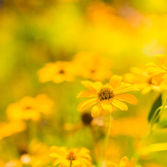 Yellow summer flowers under soft sunlight and relaxing mood. Nature beauty concept