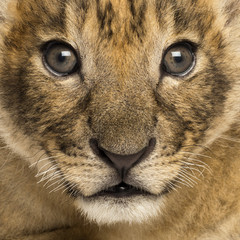 Close-up of a Lion cub, 4 weeks old, isolated on white