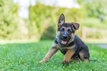 German shepherd puppy playing outside in green grass