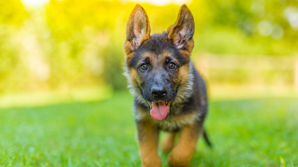 German shepherd puppy playing outside in green grass