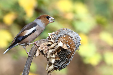 Hawfinch at feeding point