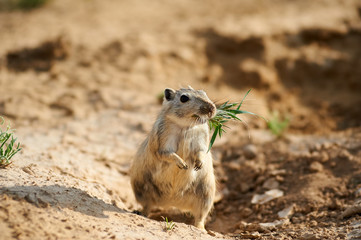 The great gerbil (Rhombomys opimus).  The great gerbil is a large gerbil found throughout much of Central Asia.