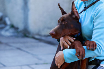 dog breed Doberman Pinscher