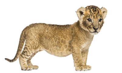 Side view of a Lion cub, 4 weeks old, isolated on white