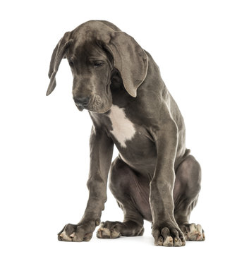 Great Dane sitting, looking down, isolated on white