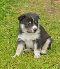 Lapland Reindeer dog, Reindeer Herder, lapinporokoira (Finnish), lapsk vallhund (Swedish). Little funny puppy wants to sleep