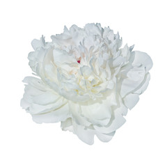 single pale white peony isolated on white background
