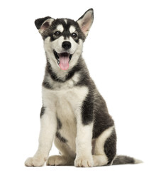 Naklejka na ściany i meble Husky malamute puppy sitting, panting, isolated on white