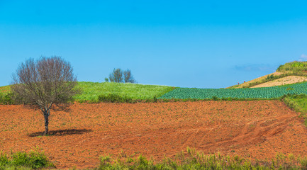 Obraz premium The panoramic landscape scenery of the hilly agriculture crop field around countryside area of Pindaya, Shan state, Myanmar