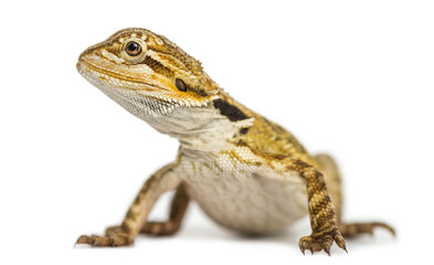 Side view of a Bearded Dragon, Pogona vitticeps, isolated on white