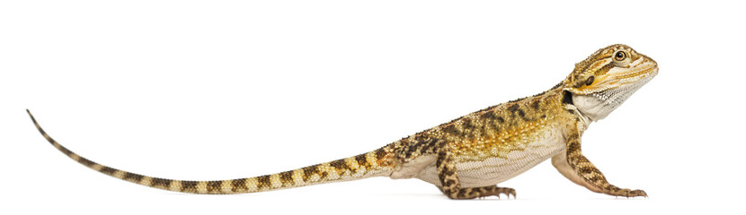 Side view of a Bearded Dragon, Pogona vitticeps, isolated on white