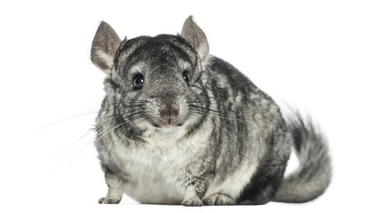 Chinchilla facing, isolated on white