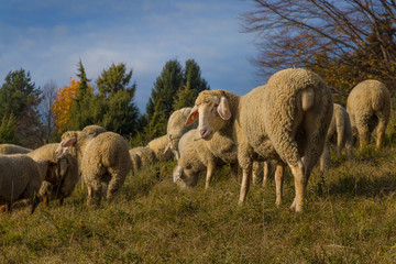Obraz na płótnie Canvas Merino sheep in autumnal landscape with blue sky