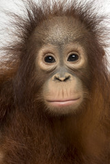 Naklejka premium Close-up of young Bornean orangutan facing, Pongo pygmaeus, 18 m