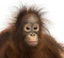 Close-up of young Bornean orangutan, looking at the camera, Pong