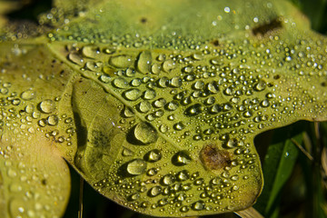 Water drops on an oak leaf