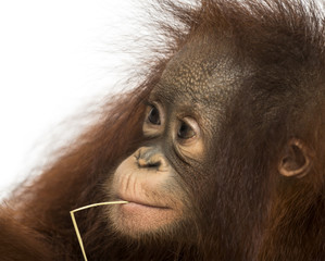 Close-up of a young Bornean orangutan with straw wisp in its mouth, Pongo pygmaeus, 18 months old, isolated on white © Eric Isselée