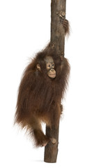 Rear view of a young Bornean orangutan climbing on a tree trunk,