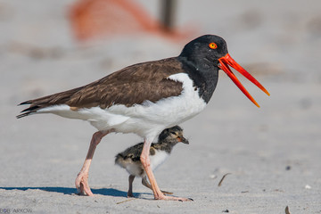 Oystercatcher and Chick