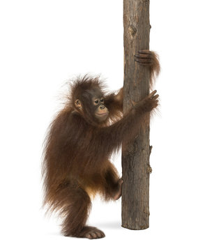 Side view of a young Bornean orangutan climbing on a tree trunk,