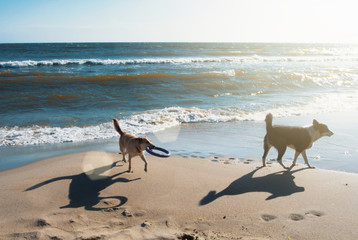 Two dogs with frisbee running on the sand dune at the beach in the evening sunlight on summer holiday vacation, sea ocean shore behind.