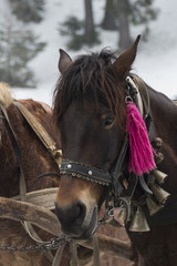 Portrait of hourse with bells on harness in winter