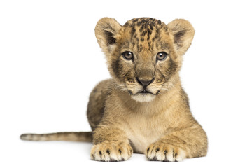 Obraz na płótnie Canvas Lion cub lying, looking at the camera, 7 weeks old, isolated on