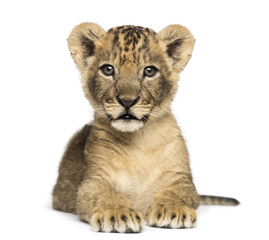 Obraz na płótnie Canvas Lion cub lying, looking at the camera, 7 weeks old, isolated on