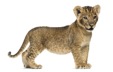 Fototapeta na wymiar Side view of a Lion cub standing, looking away, 7 weeks old, iso