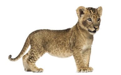 Fototapeta na wymiar Side view of a Lion cub standing, looking away, 7 weeks old, iso