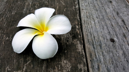 white and yellow plumeria frangipani waterfront pavilion