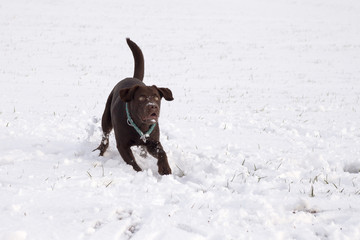 brown labrador in the snow