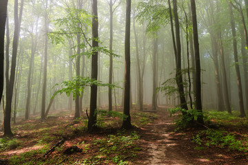 mgła w lesie © byfor