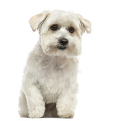 Front view of a Maltese sitting, isolated on white
