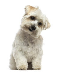 Front view of a Maltese sitting, looking down, isolated on white